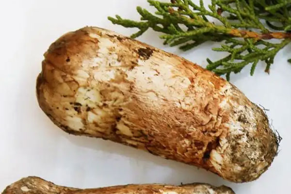 松茸蒸粉絲的食用禁忌 松茸蒸粉絲的食用禁忌