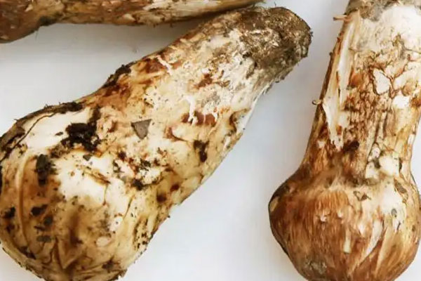 松茸魚翅枸杞湯的營養(yǎng)價值 松茸魚翅枸杞湯的營養(yǎng)價值