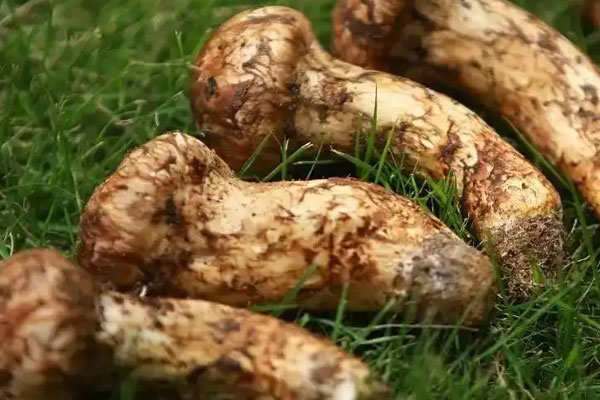 松茸魚翅枸杞湯的食用禁忌 松茸魚翅枸杞湯的食用禁忌