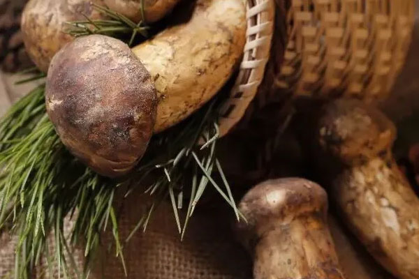 松茸川芎烏雞湯的功效作用 松茸川芎烏雞湯的功效作用