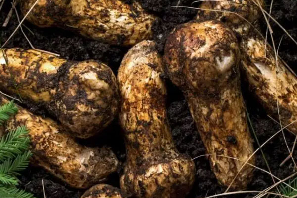 松茸川芎烏雞湯的禁忌人群 松茸川芎烏雞湯的禁忌人群