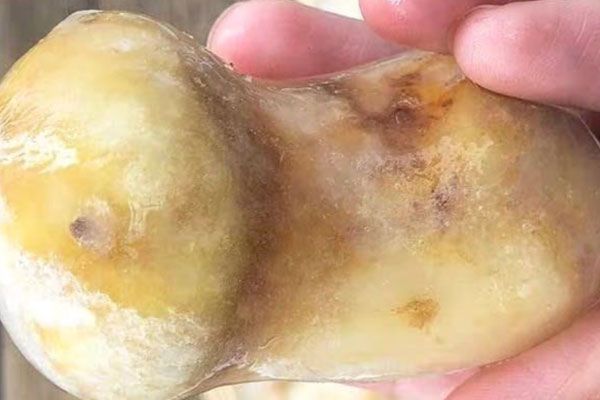 松茸生蠔枸杞雞湯的食用禁忌 松茸生蠔枸杞雞湯的食用禁忌