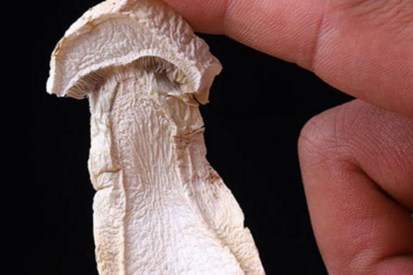 松茸海帶筒骨湯的食用禁忌 松茸海帶筒骨湯的食用禁忌