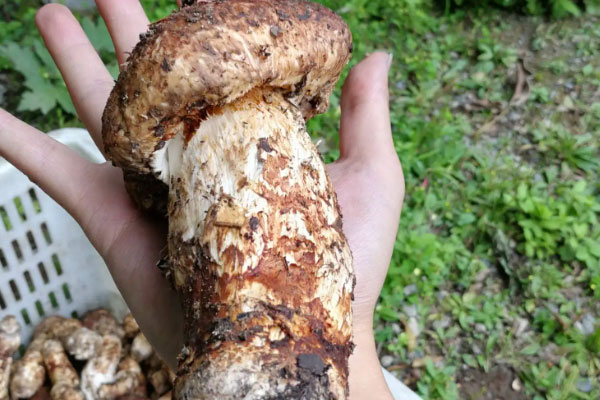 松茸元貝桂圓湯的食用禁忌