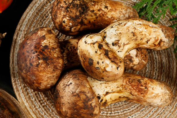 鮮松茸秋葵芝士披薩的營(yíng)養(yǎng)價(jià)值 鮮松茸秋葵芝士披薩的營(yíng)養(yǎng)價(jià)值