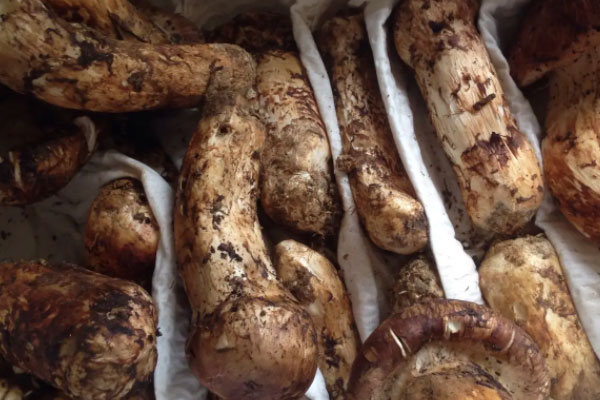 鮮松茸粉絲包的食用禁忌 鮮松茸粉絲包的食用禁忌