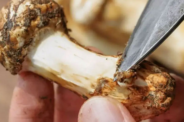 松茸五色糯米飯?jiān)趺醋龊贸? src=