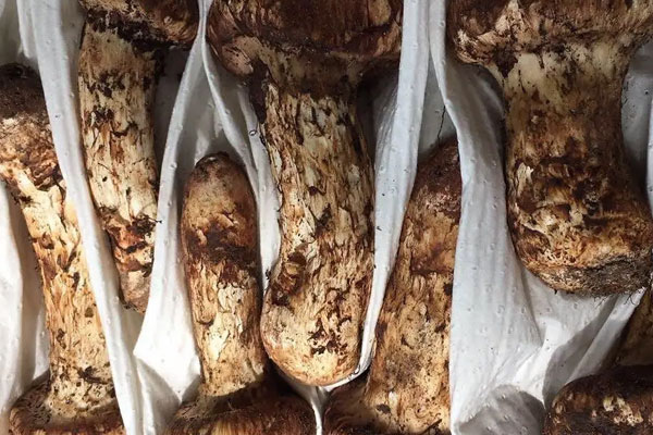 松茸五色糯米飯的禁忌人群