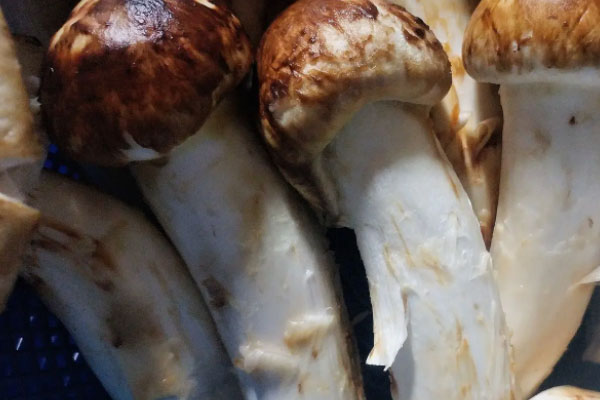 松茸芝士培根焗飯?jiān)趺醋龊贸? src=