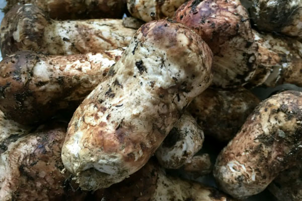 松茸芝士培根焗飯的食用禁忌