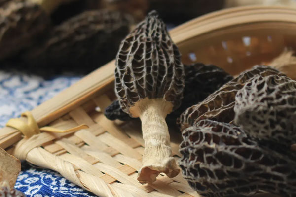 羊肚菌娃娃菜炒木耳的營養(yǎng)價值 羊肚菌娃娃菜炒木耳的營養(yǎng)價值