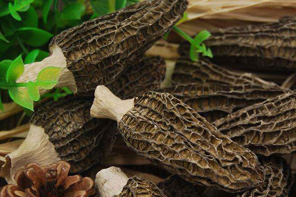 羊肚菌雪梨骨頭湯的食用禁忌 羊肚菌雪梨骨頭湯的食用禁忌