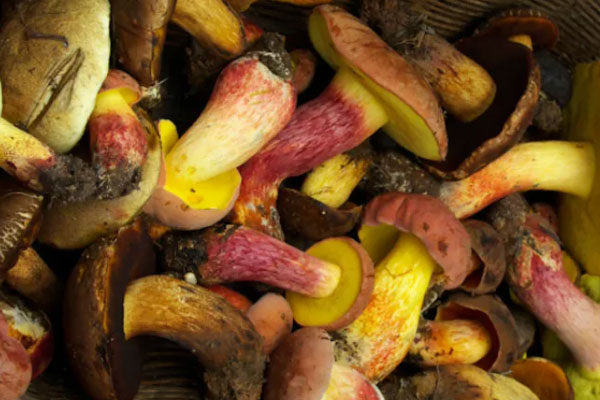 牛肝菌是見手青嗎 牛肝菌是見手青嗎