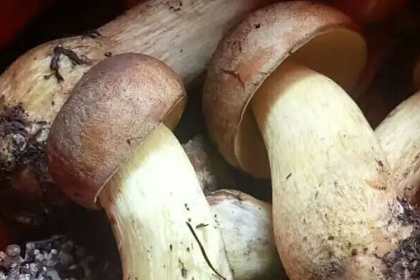 痛經(jīng)可以吃牛肝菌嗎，發(fā)燒能吃牛肝菌嗎