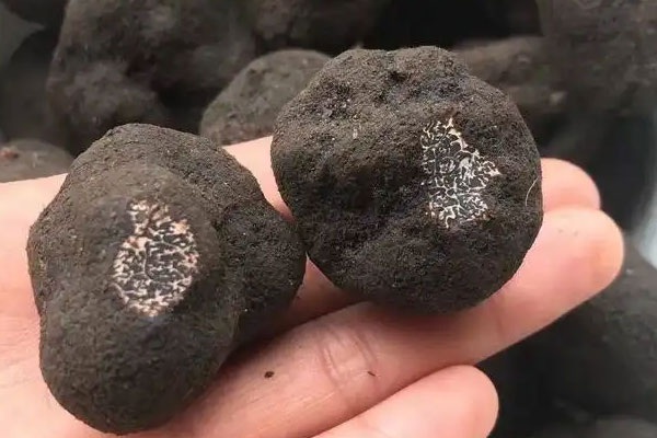 黑松露鮑魚紅燒肉的食用禁忌 黑松露鮑魚紅燒肉的食用禁忌