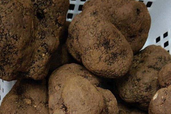 黑松露玉米蝦仁炒面的營養(yǎng)價值 黑松露玉米蝦仁炒面的營養(yǎng)價值