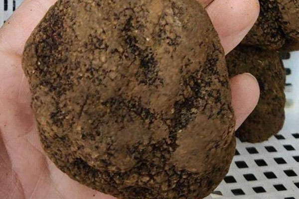 黑松露鱸魚湯的營養(yǎng)價值 黑松露鱸魚湯的營養(yǎng)價值