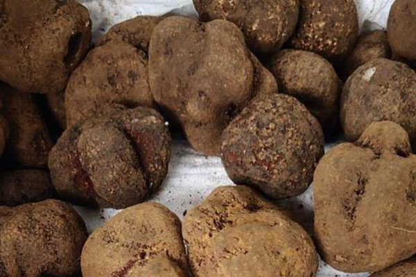 黑松露鱸魚湯的食用禁忌 黑松露鱸魚湯的食用禁忌