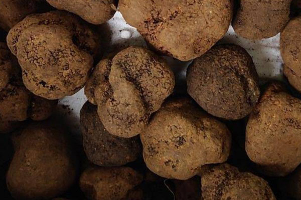 黑松露螺絲意面的禁忌人群 黑松露螺絲意面的禁忌人群