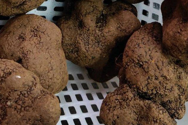 黑松露紫菜湯餃的禁忌人群 黑松露紫菜湯餃的禁忌人群