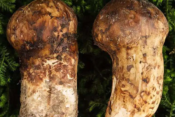 哪里的松茸最好 哪里的松茸最好