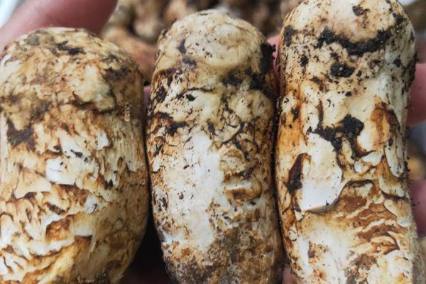 松茸嘌呤含量高嗎，松茸在冰箱能放多久