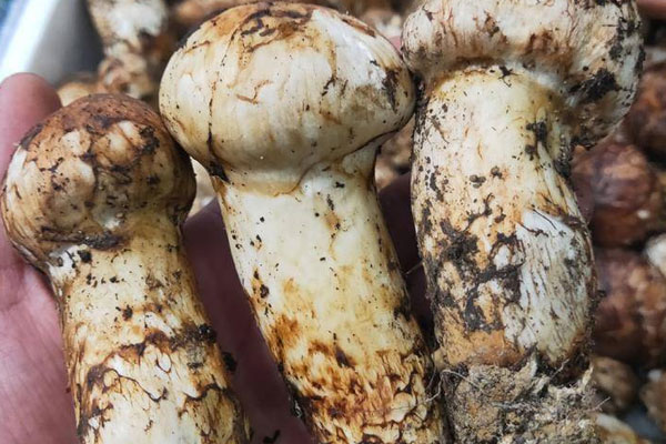 松茸放久了會(huì)有毒嗎，松茸有毒嗎