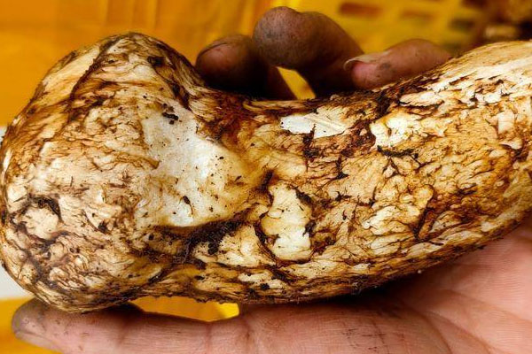 新鮮松茸炒了有點(diǎn)苦，炒鮮松茸要焯水嗎