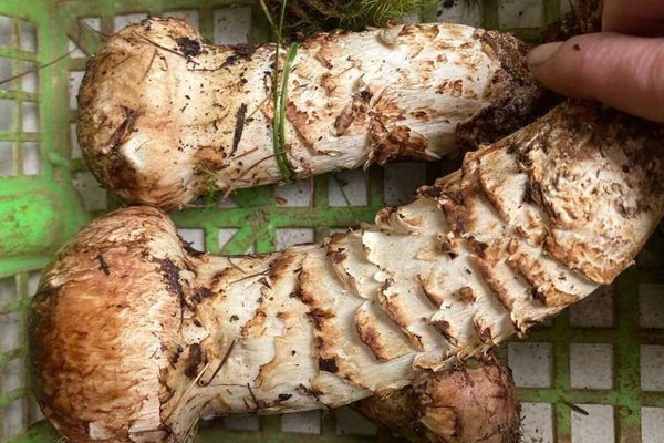 炒新鮮松茸要焯水嗎 炒新鮮松茸要焯水嗎