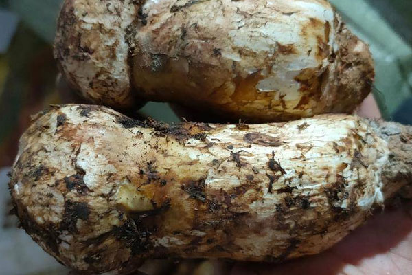 松茸可以鹽漬嗎 松茸可以鹽漬嗎