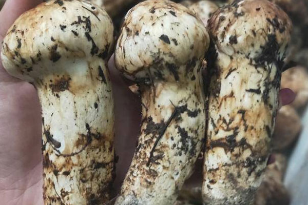 蕁麻疹可以吃松茸嗎，鮮松茸發(fā)苦能不能吃