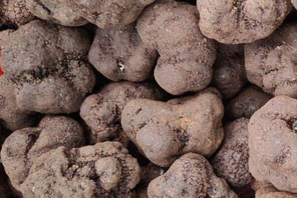 松露到底能不能水洗 松露到底能不能水洗