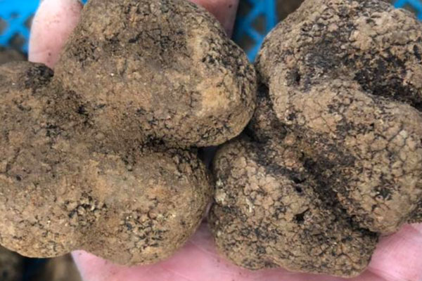 黑松露湯隔夜可以喝嗎 黑松露湯隔夜可以喝嗎