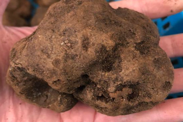 松露對女性的功效作用 松露對女性的功效作用