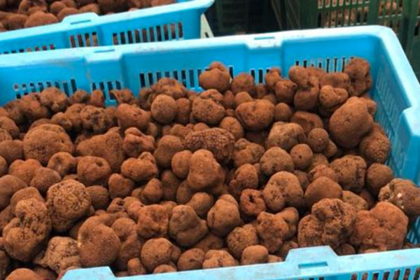 黑松露配什么藥材煲湯好，黑松露屬于中藥嗎