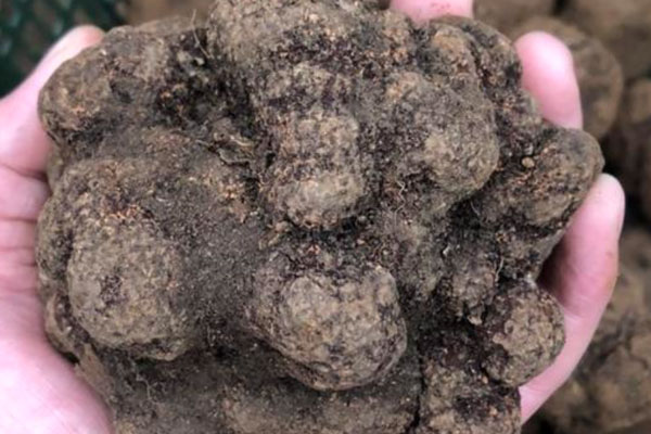 野生黑松露配什么藥材煲湯好 野生黑松露配什么藥材煲湯好