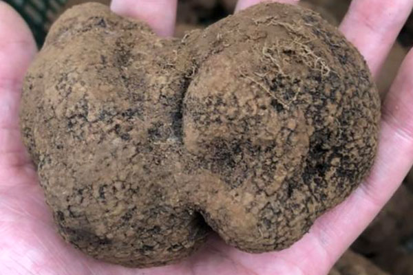 黑松露可以預(yù)防感冒嗎 黑松露可以預(yù)防感冒嗎