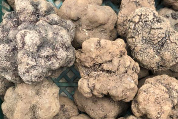 黑松露大小有分別嗎，黑松露里面白好還是黑好