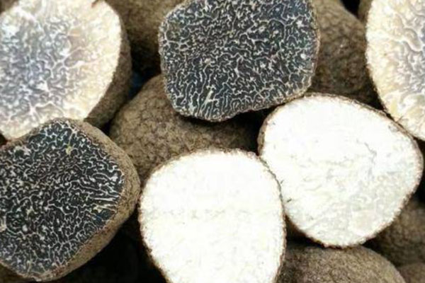 野生黑松露里面白好還是黑好 野生黑松露里面白好還是黑好