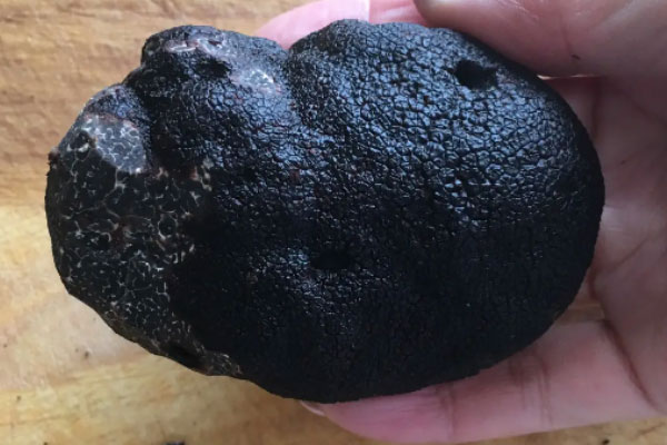 黑松露過敏癥狀有哪些，黑松露菌湯蕁麻疹能喝嗎