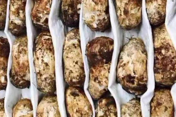 松茸蟲草花蒸鱸魚的功效作用 松茸蟲草花蒸鱸魚的功效作用