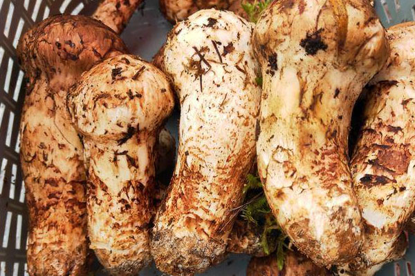 松茸豬蹄湯的營養(yǎng)價(jià)值 松茸豬蹄湯的營養(yǎng)價(jià)值