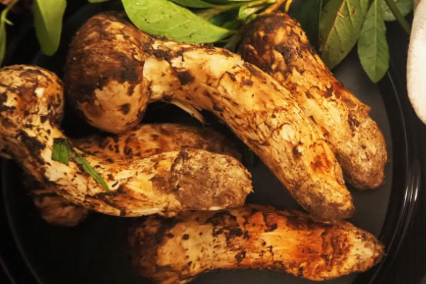 松茸豬蹄湯的食用禁忌 松茸豬蹄湯的食用禁忌