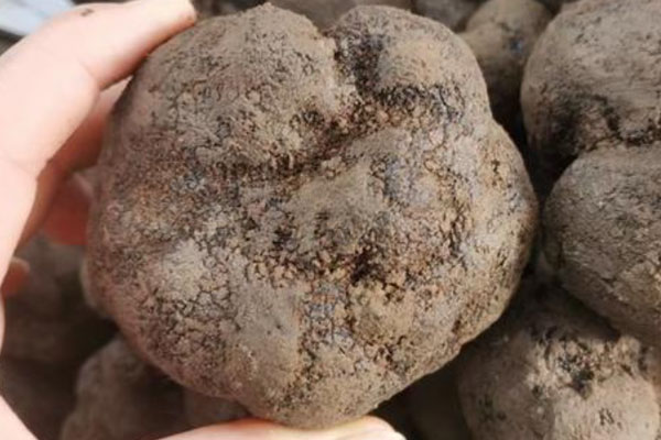 黑松露南瓜濃湯的食用禁忌 黑松露南瓜濃湯的食用禁忌