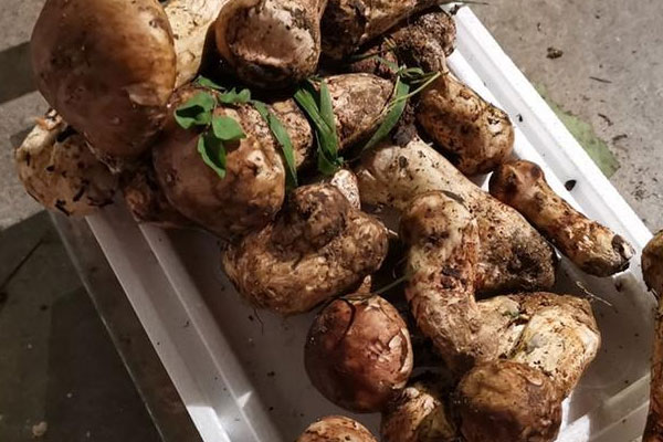 過(guò)敏體質(zhì)能吃松茸嗎，松茸屬于蔬菜嗎