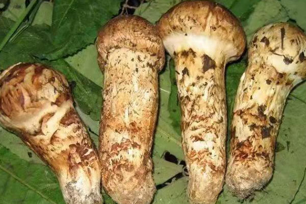 松茸是蔬菜嗎 松茸是蔬菜嗎