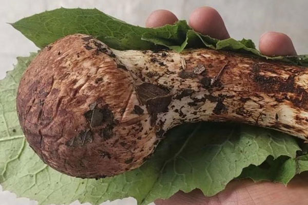 貴州有沒(méi)有野生松茸，延邊松茸和云南松茸哪個(gè)貴