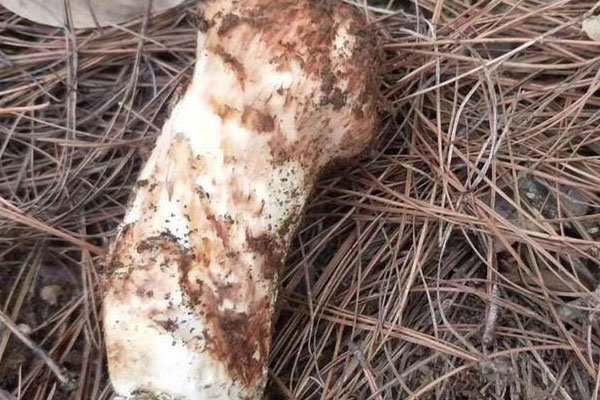 延邊松茸和云南松茸哪個(gè)更貴 延邊松茸和云南松茸哪個(gè)更貴