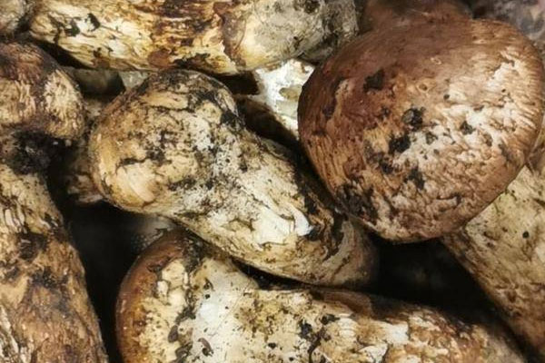 吉林松茸和云南松茸哪個(gè)好，云南省有松茸鄉(xiāng)鎮(zhèn)嗎