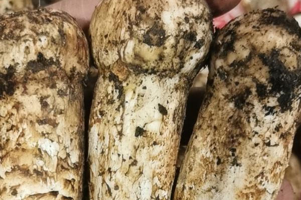 云南省有松茸鄉(xiāng)嗎 云南省有松茸鄉(xiāng)嗎